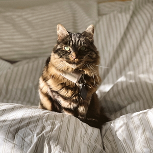 Fundraising Page: Keely Borland